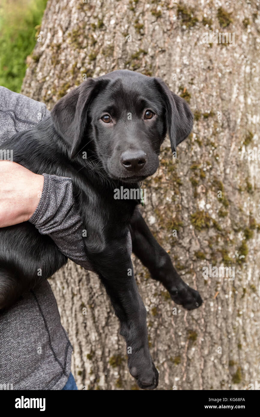 Femme Tenant Baxtor Son Chiot Labrador Noir De Trois Mois A Bellevue Washington Etats Unis Photo Stock Alamy