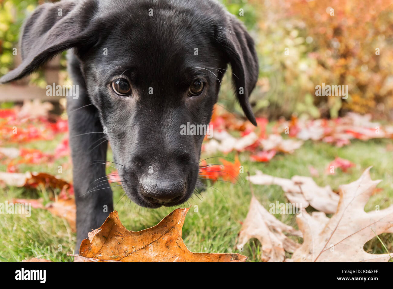 Portrait de trois mois, chiot Labrador noir sur une journée d'automne à Bellevue, Washington, USA Banque D'Images