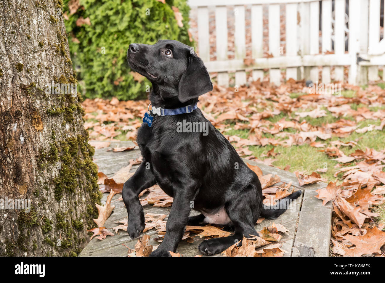 'Shadow', un chiot Labrador noir de trois mois, supplie de s'asseoir, à Bellevue, Washington, États-Unis Banque D'Images