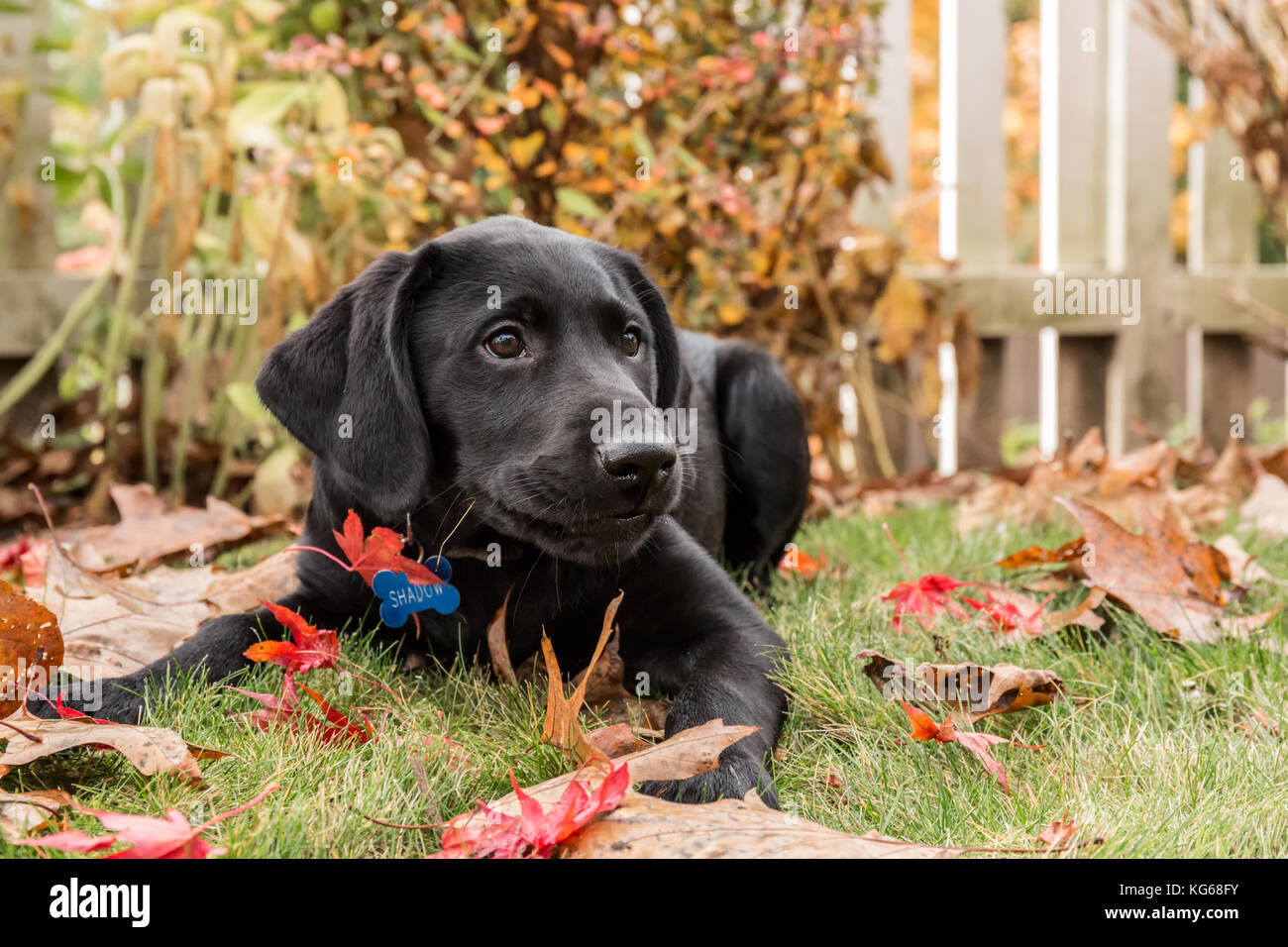Portrait de trois mois, chiot Labrador noir 'Shadow', couchée sur la pelouse sur une journée d'automne à Bellevue, Washington, USA Banque D'Images