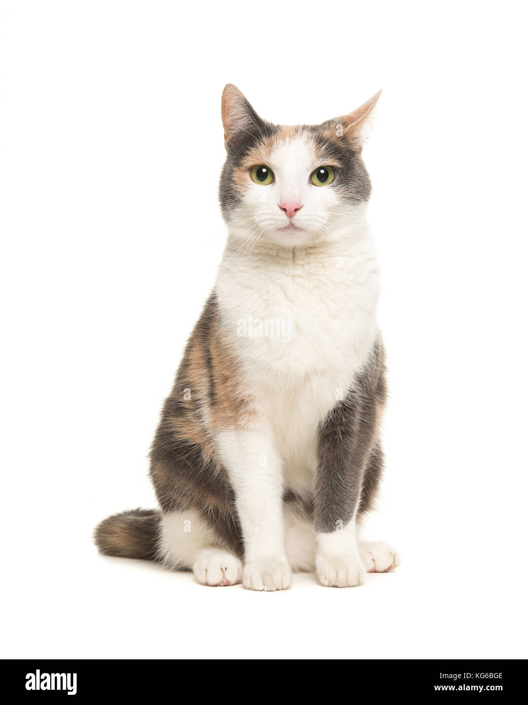 Gris Orange Et Blanc Chat Femelle Assis Vu De Face Face Camera Isole Sur Fond Blanc Photo Stock Alamy