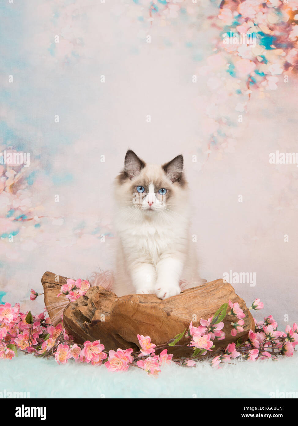 Joli ragdoll blue eyed baby chat dans une échelle en bois sur un fond romantique de fleurs et de couleurs pastel Banque D'Images