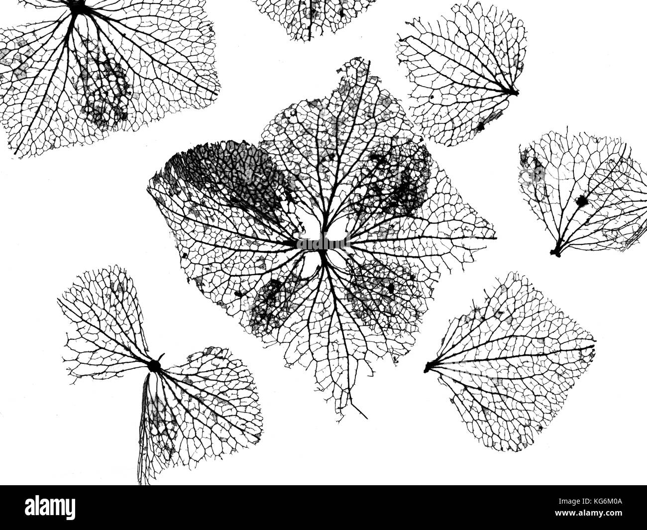 Close up of Hydranger Squelettes de fleurs en hiver Banque D'Images
