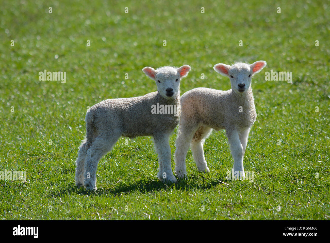 Deux lits jumeaux nouveau-né bébé mignon agneaux unis dans un champ au printemps Banque D'Images