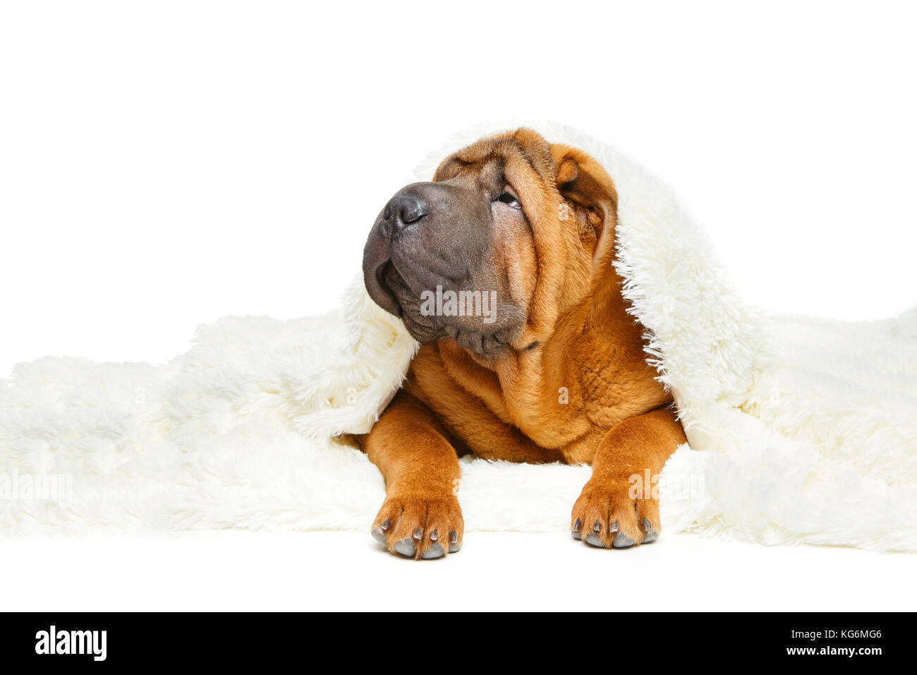 Chiot Shar Pei en vertu de plaid Banque D'Images
