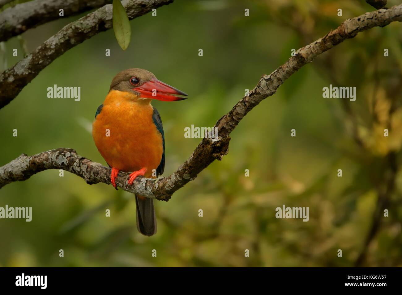 Stork-billed Kingfisher (Pelargopsis capensis) sur la succursale à Singapour Banque D'Images