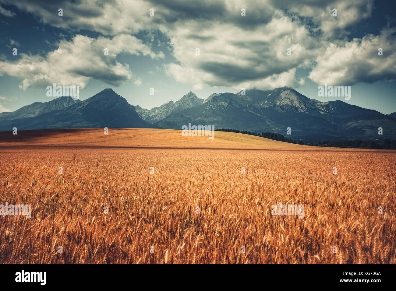 Champ de blé récolté en vertu de l'ouest Tatras, Slovaquie Banque D'Images