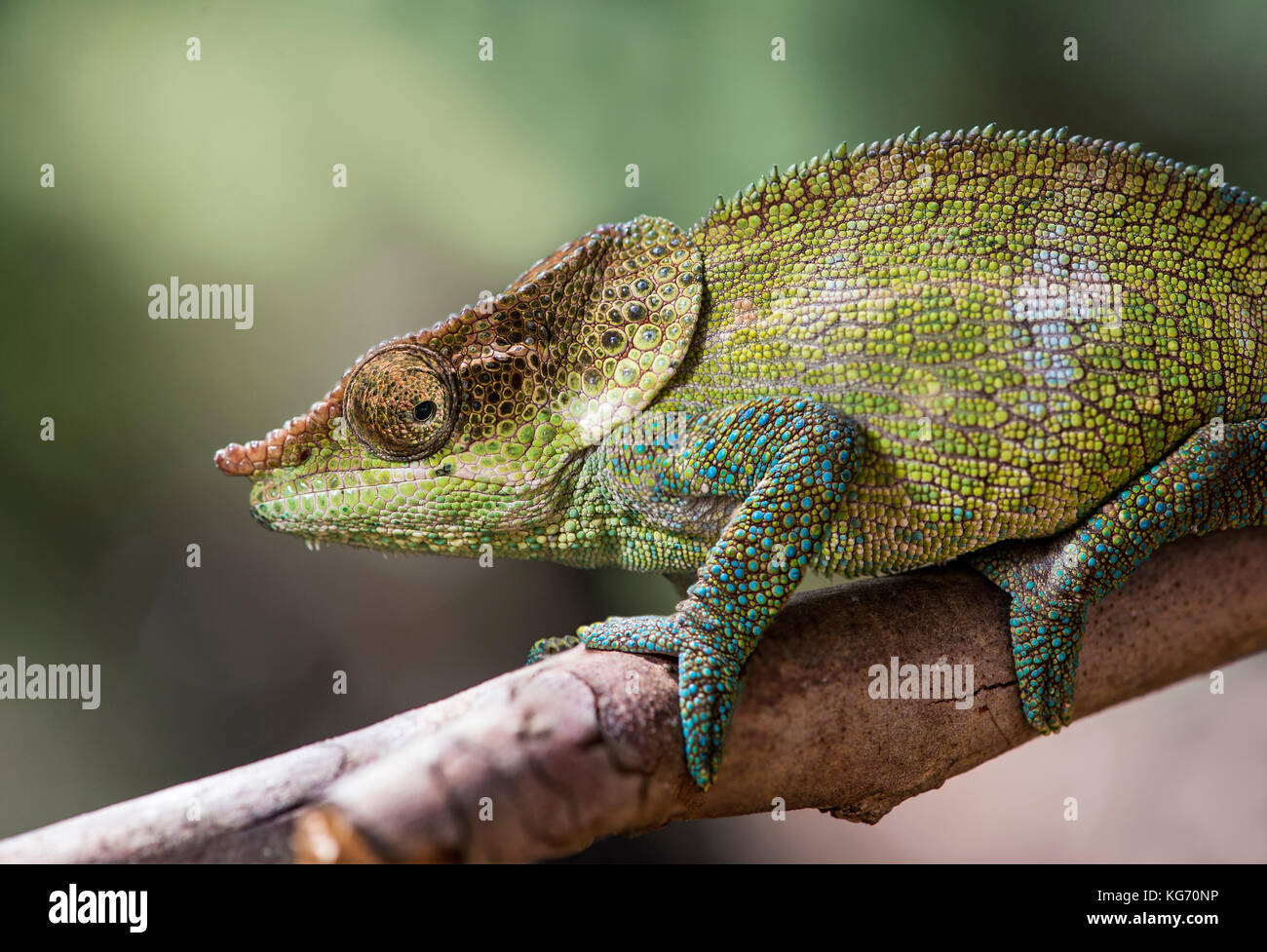 Caméléon Calumma cryptiques (crypticus), (Chameleonidae), endémique à Madagascar, Madagascar, Nationalpark Anjozorobe Banque D'Images