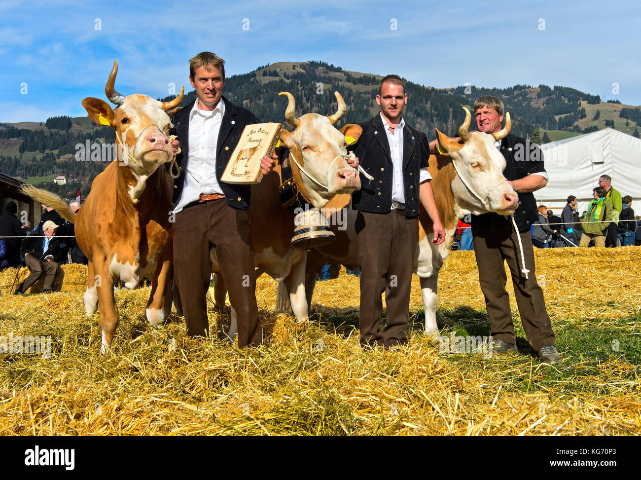 La Simmental gagnante vaches au concours de beauté Miss simmental, swisscow topschau saanenland, Gstaad, Suisse Banque D'Images