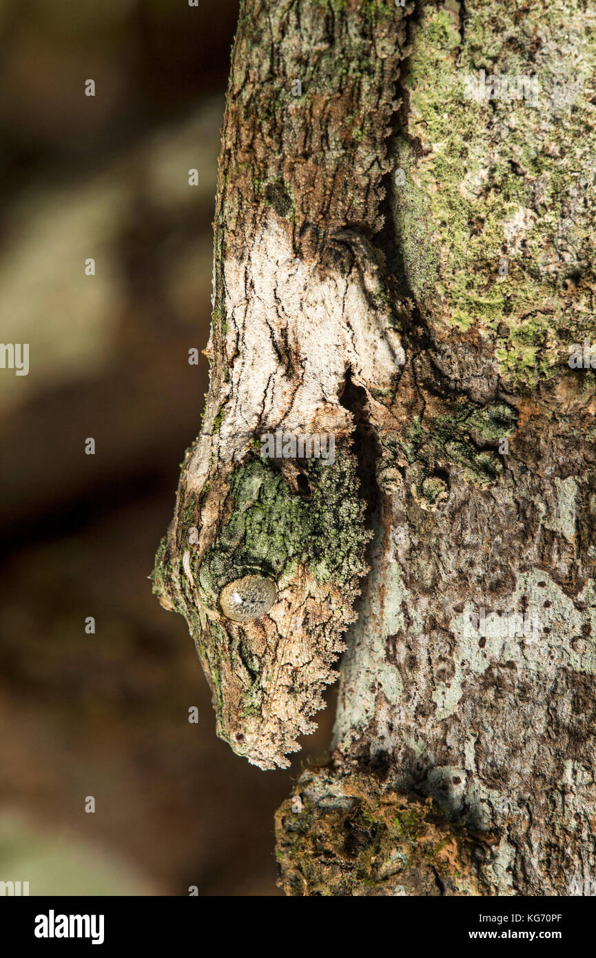La tête en bas, mossy gecko à queue de feuille (Uroplatus sikorae) imitant la couleur et la structure d'un tronc d'arbre, parc national andasibe, madagascar Banque D'Images