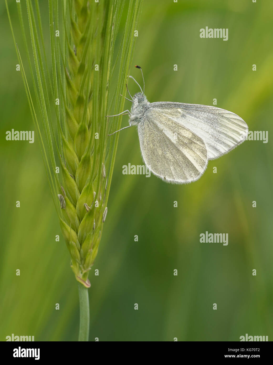 Papillon blanc bois cryptiques (Leptidea) juvernica sur tige de maïs. Tipperary, Irlande Banque D'Images