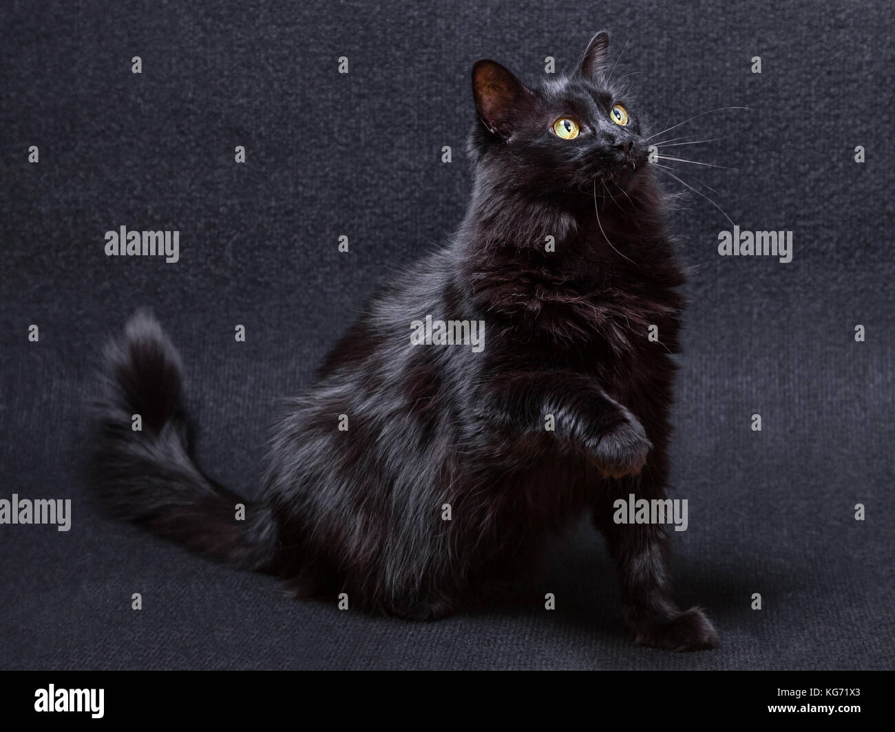 Enjoué et curieux chat noir sur un fond sombre. s'asseoir et à une patte relevée sur le point de balayer, gifle ou grève. Les cheveux longs Angora turc Banque D'Images
