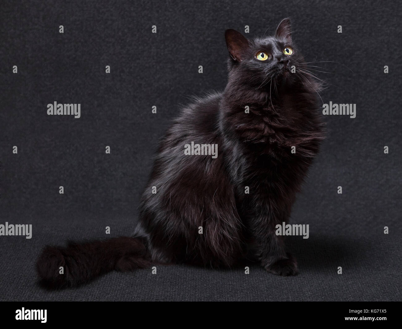 Chat noir assis et jusqu'à la sur un fond sombre, curieux et ciblée. cheveux longs. race Angora turc femelle adultes / chat noir chat noir Banque D'Images