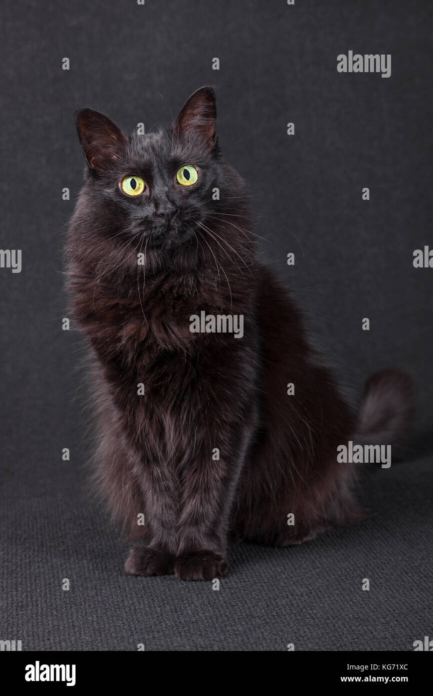 Cute black cat sitting, face et regardant la caméra agissant curieux sur un fond sombre. Les cheveux longs race Angora turc femelle adulte / arbre. Banque D'Images