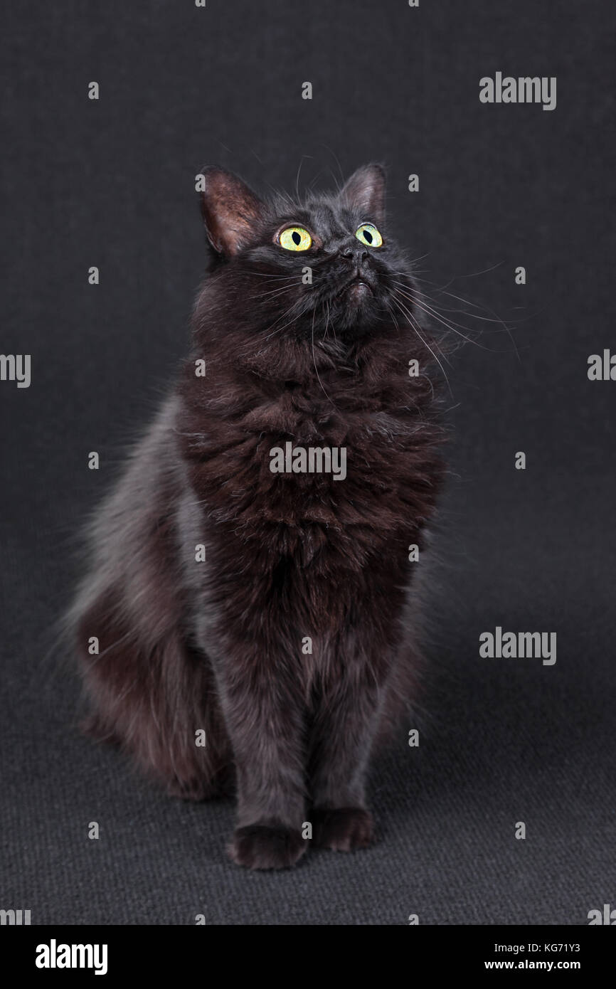 Portrait D Un Chat Noir A La Haut Sur Un Fond Sombre Curieux Et Ciblee Cheveux Longs Race Angora Turc Femelle Adulte Photo Stock Alamy