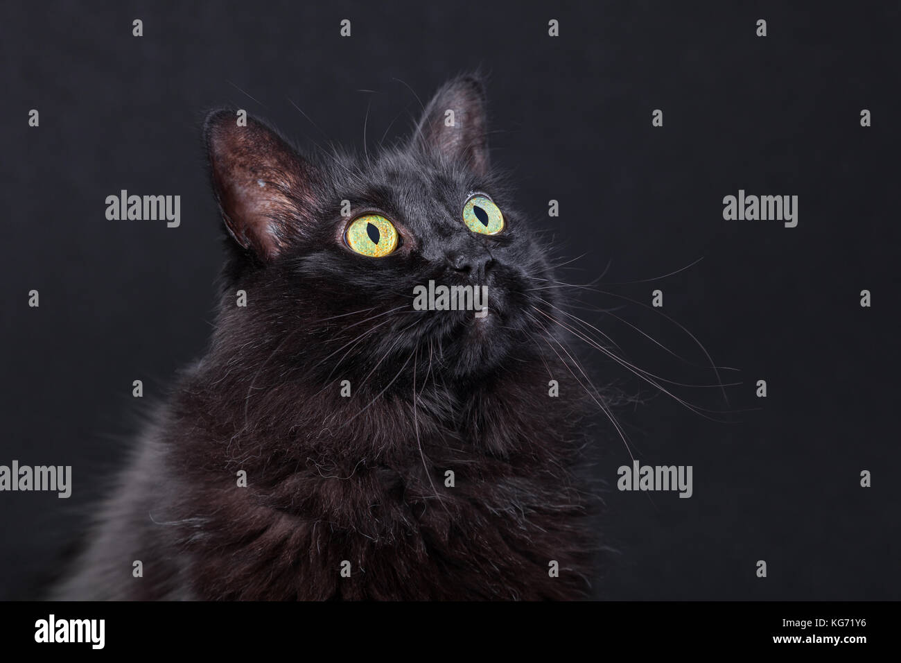 Portrait d'un chat noir à la haut sur un fond sombre, curieux et ciblée. cheveux longs. race Angora turc femelle adulte. Banque D'Images