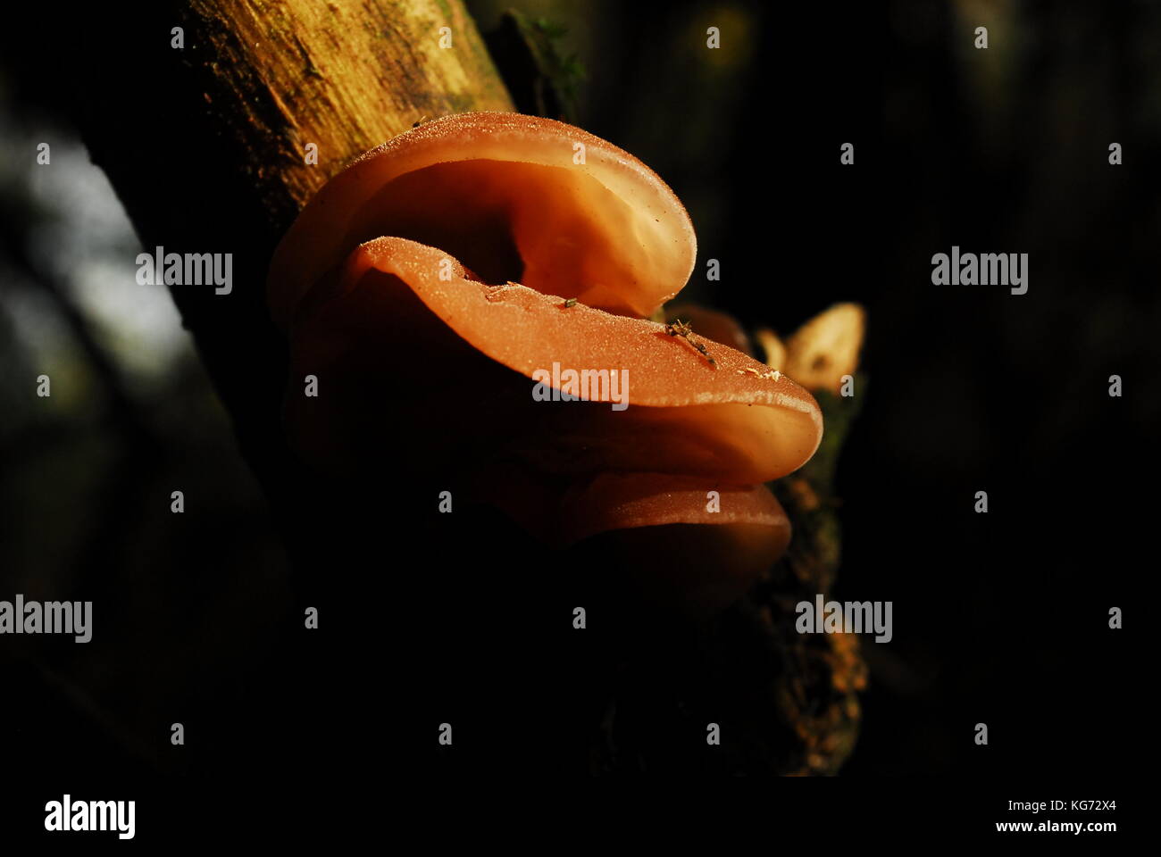 Woodland champignon poussant dans l'automne au Royaume-Uni Banque D'Images