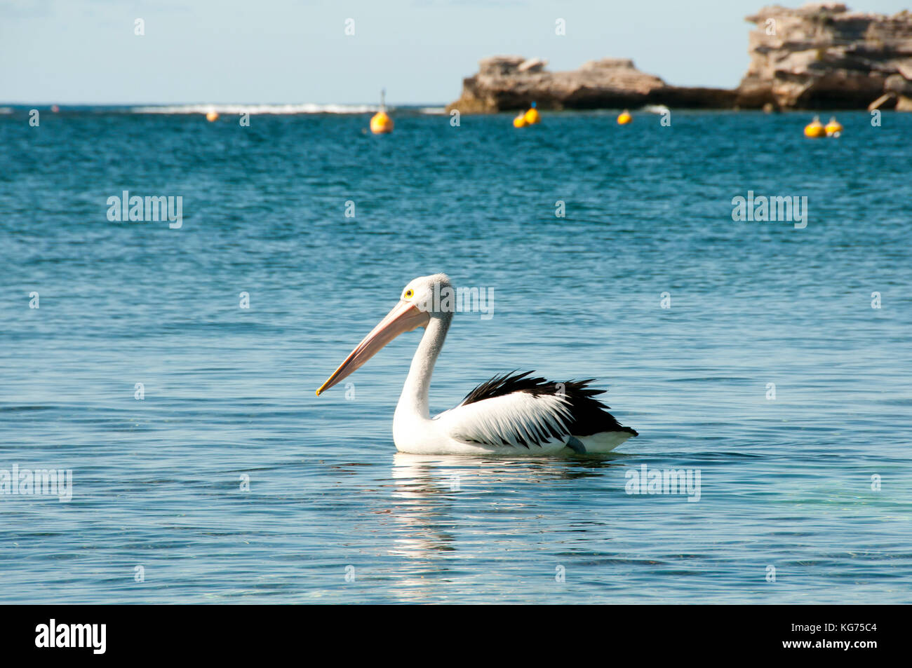 Australian pelican - Rottnest Island Banque D'Images