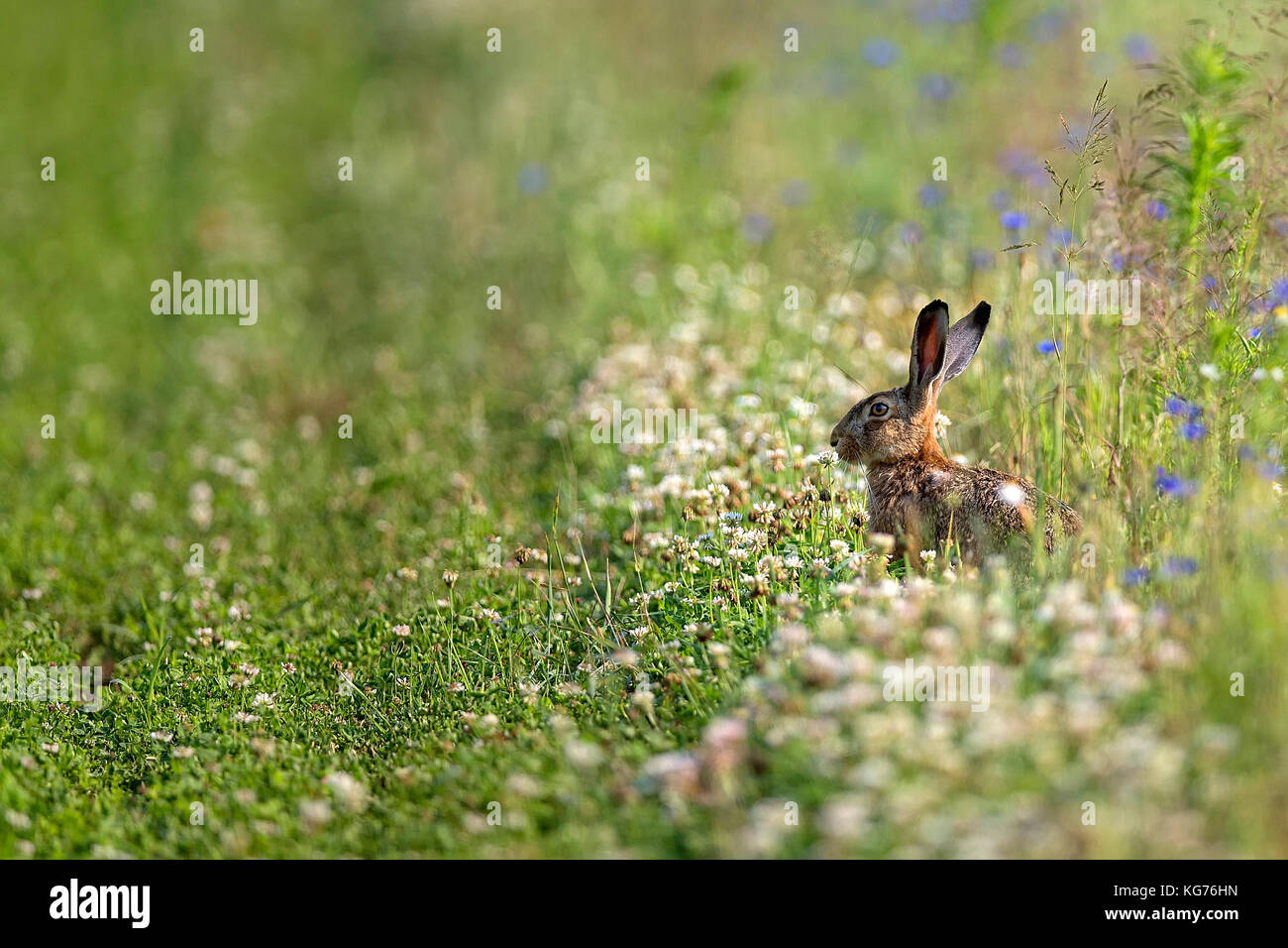 Hare dans la nature, dans une clairière Banque D'Images
