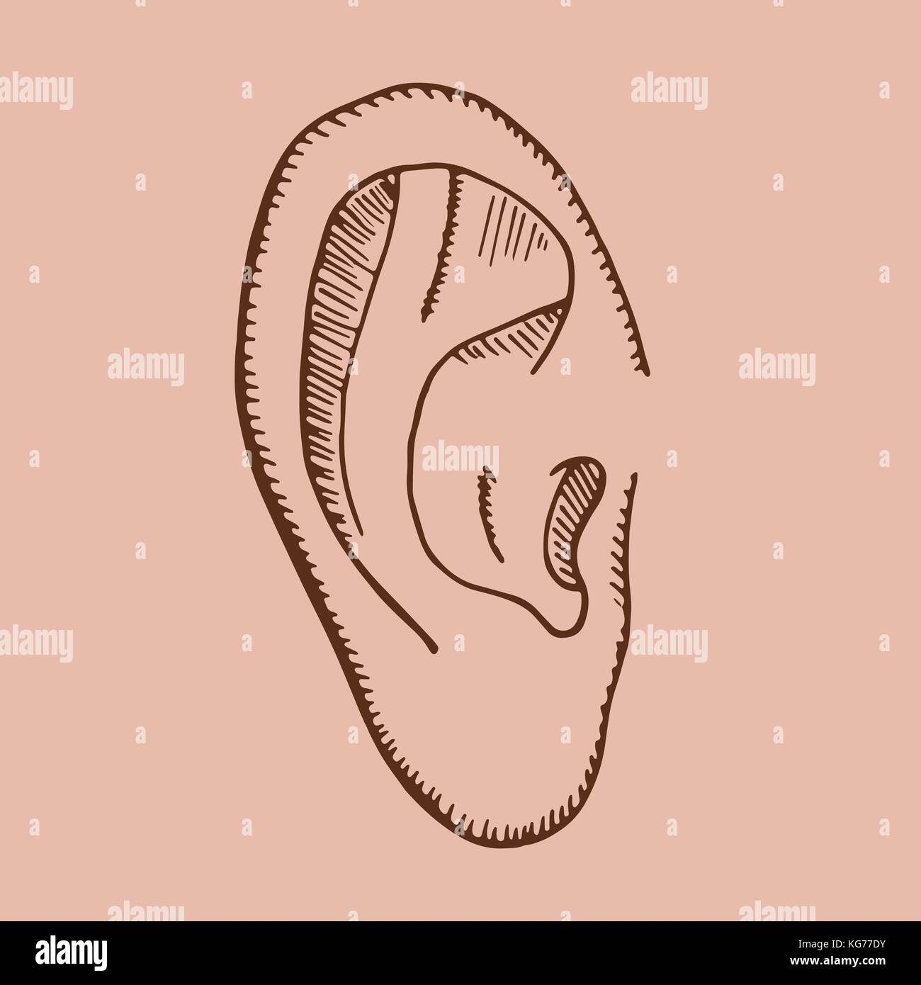 Dessin Vectoriel D Une Oreille Sur Le Fond Rose Image Vectorielle Stock Alamy