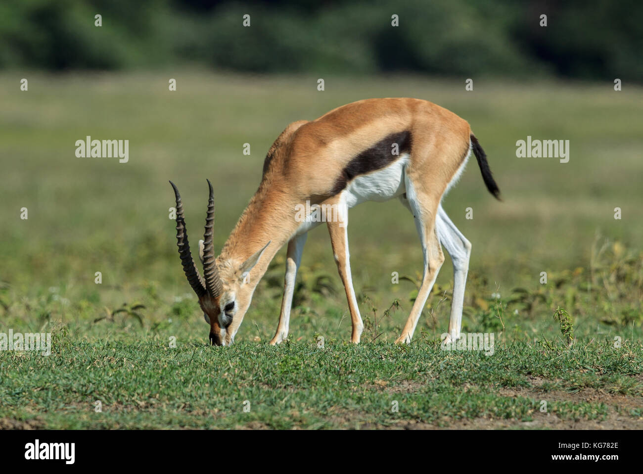 La gazelle de Thomson un pâturage mâle Banque D'Images