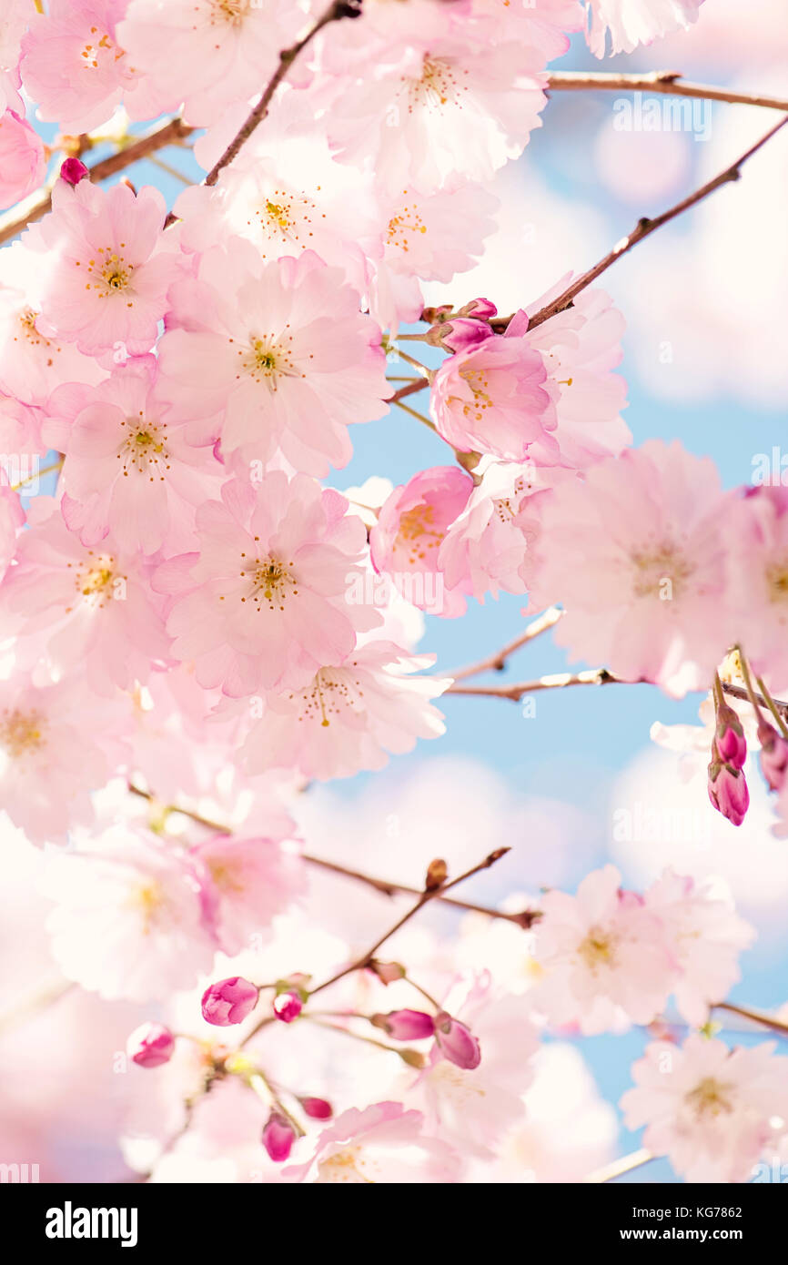 Image en gros plan de la belle fleur de printemps fleurs de la Japanese flowering cherry tree. Banque D'Images
