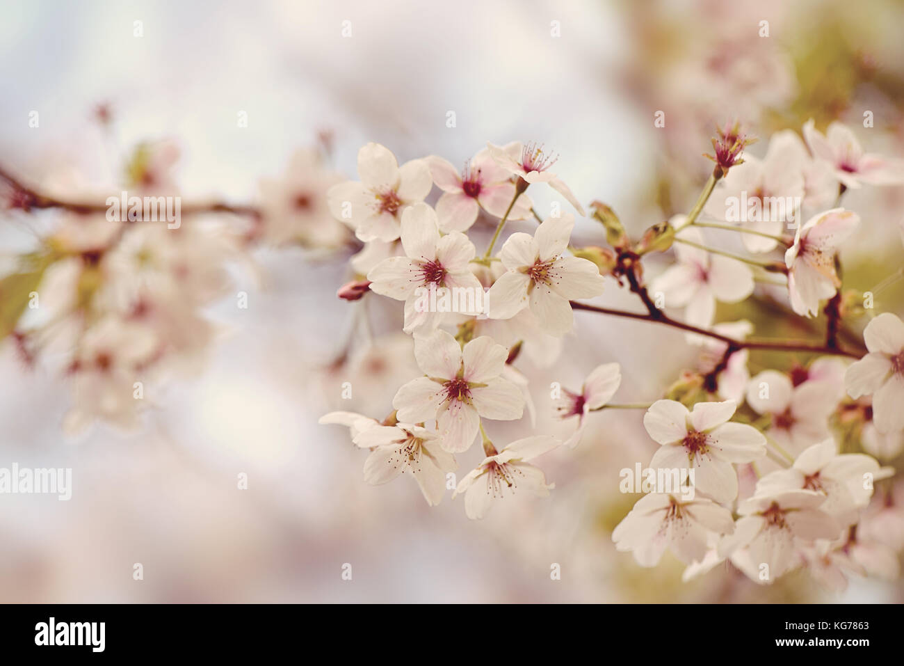 Image en gros plan de la belle fleur de printemps fleurs de la Japanese flowering cherry tree. Banque D'Images