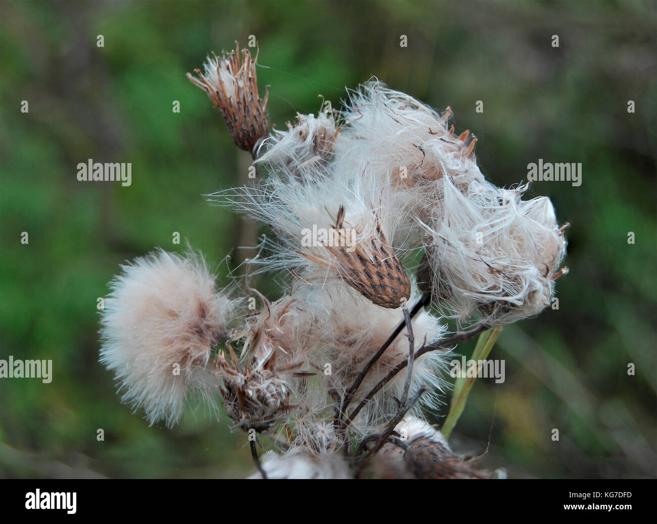 Le Thistle seeds dans le champ Banque D'Images