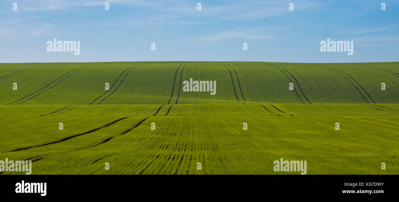 Champ vert des jeunes grain avec des traces d'un tracteur en toscane de Moravie en République tchèque, sous un ciel bleu avec des nuages Banque D'Images