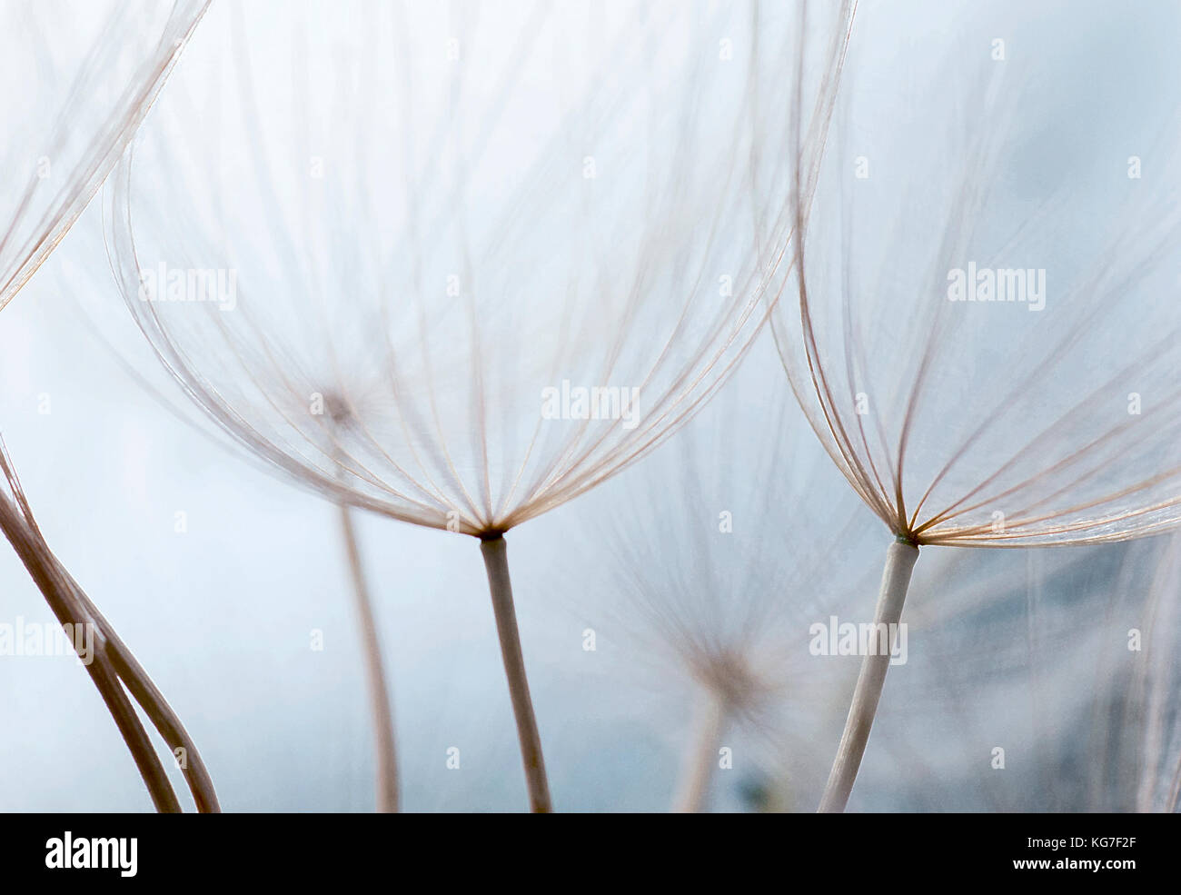 Close up macro image de graines de pissenlit avec motifs en forme de dentelle délicate, sur l'île grecque de Céphalonie. Banque D'Images