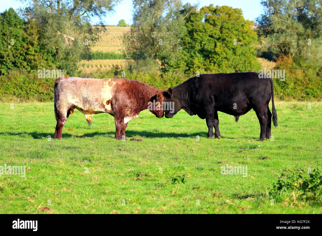 Shorthorn et combats de taureaux Angus pour la domination Banque D'Images