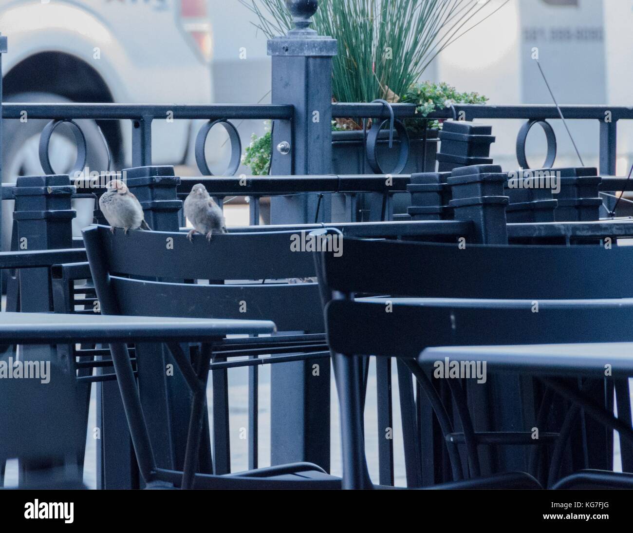 2 Sparrows attendre pour les clients à la terrasse d'un café dans la ville de Québec, Québec. Banque D'Images