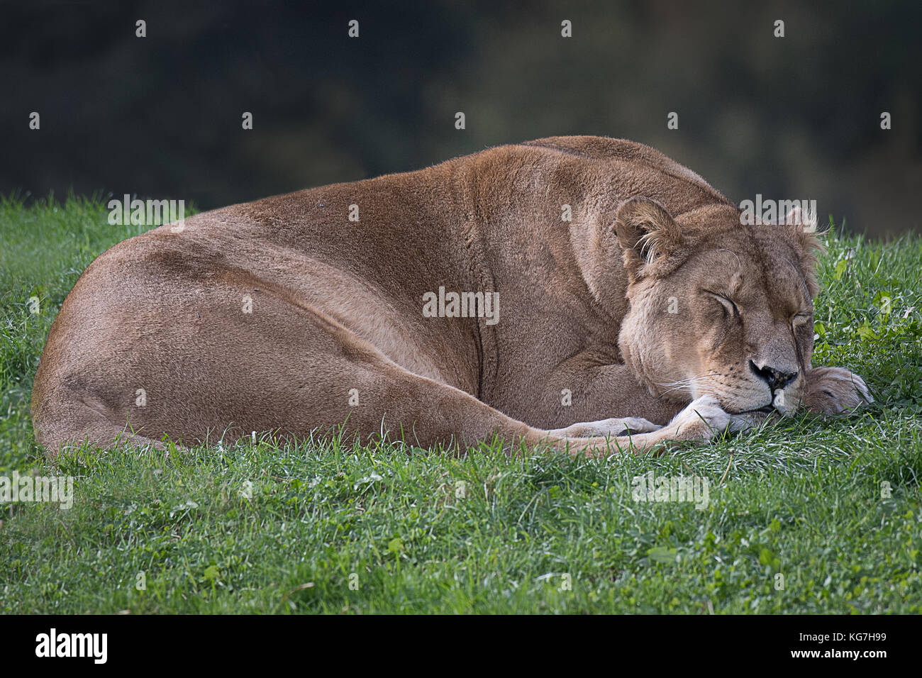 Une lionne couchée sur l'herbe s'endormir avec les yeux clos de sommeil relaxant Banque D'Images