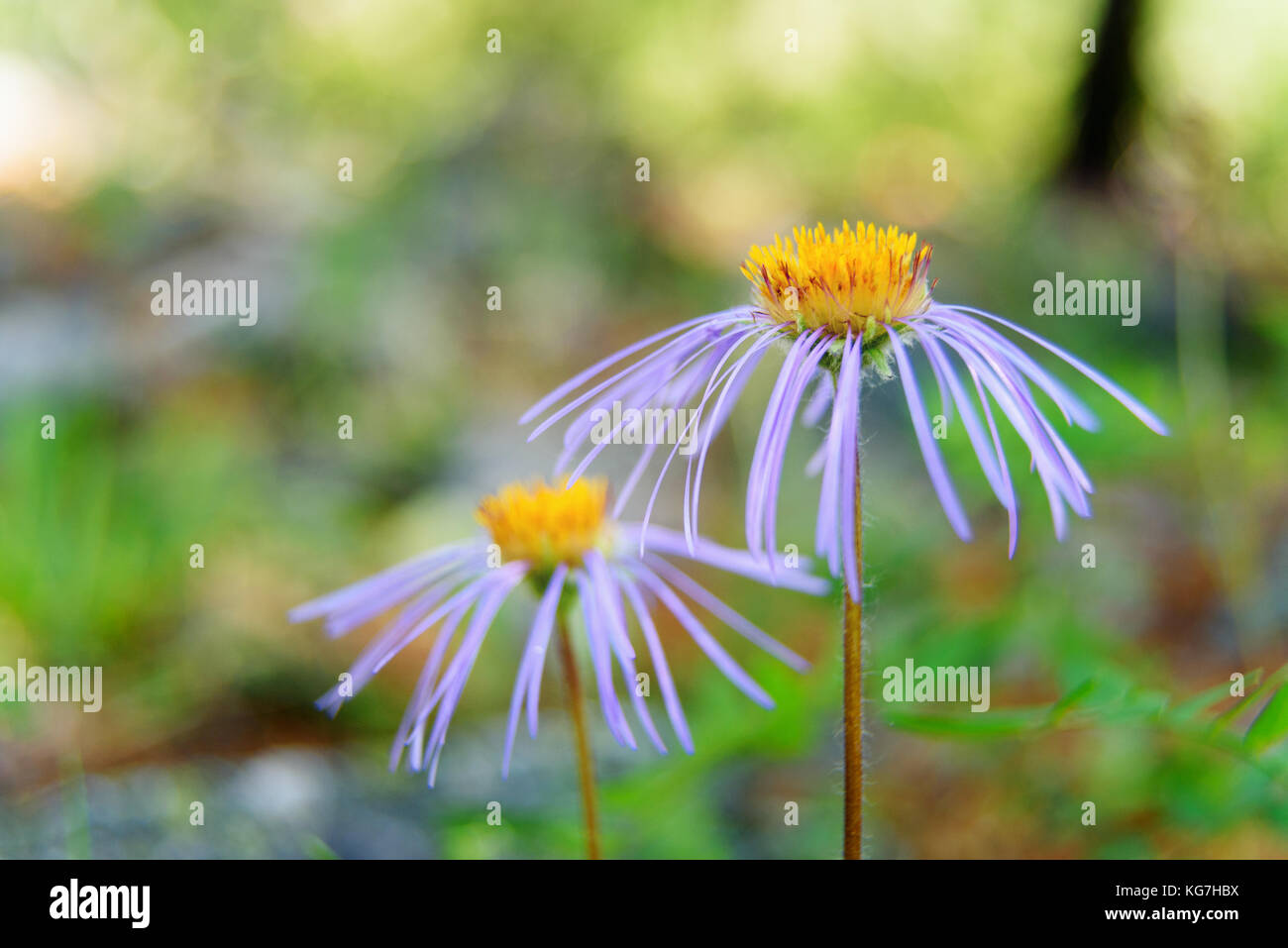 Aster alpinus fleur en Aktru valley. République de l'Altaï, en Sibérie. La Russie Banque D'Images