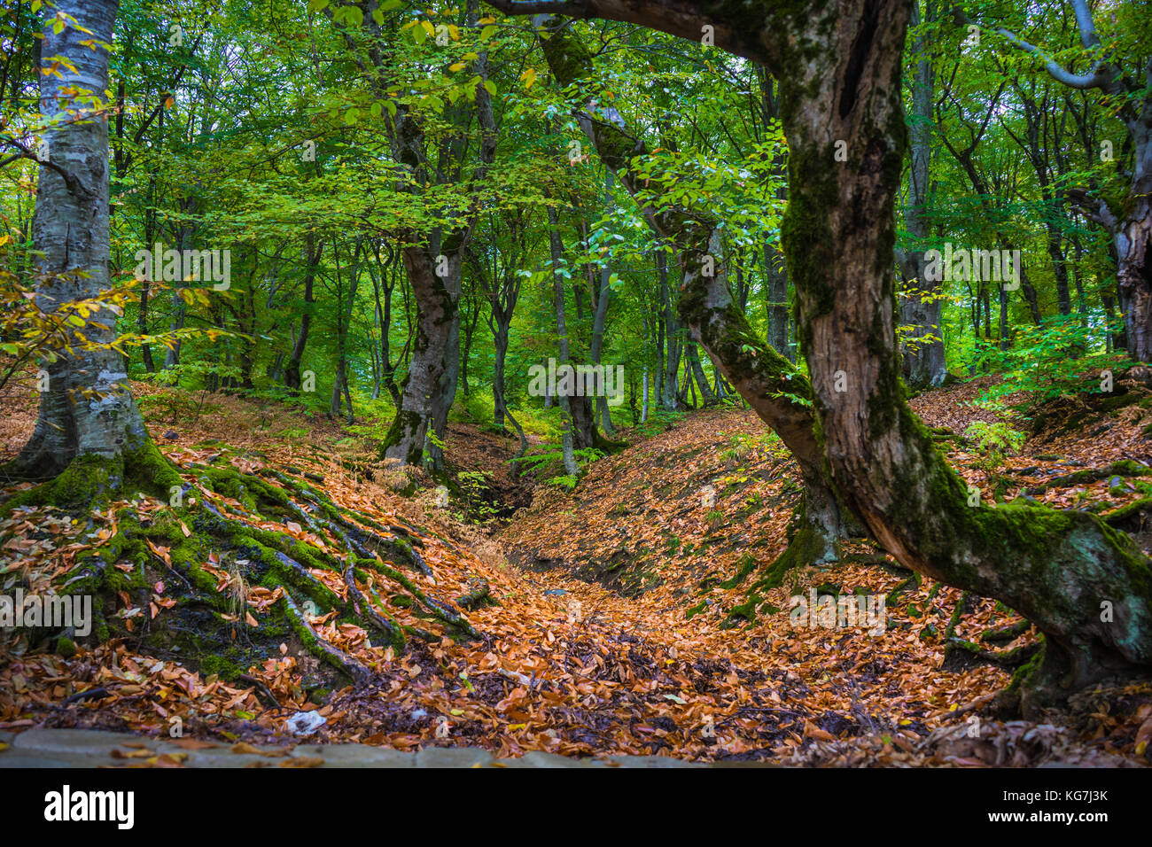 Les arbres en forêt d'automne sauvages couverts de mousse en jour de pluie Banque D'Images