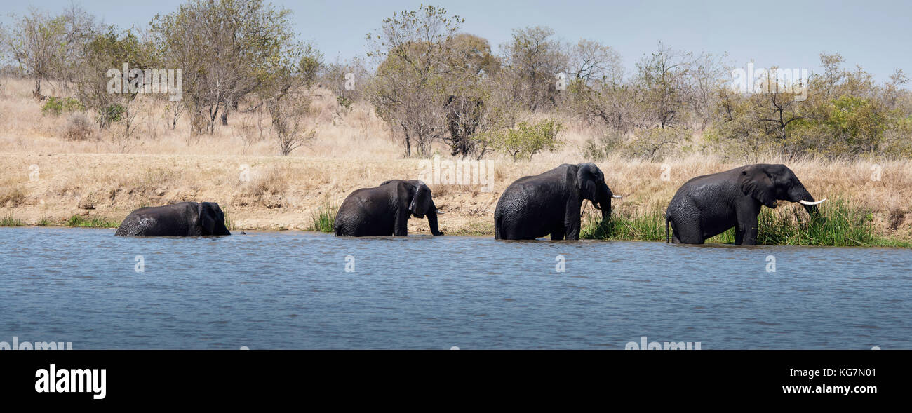 Un groupe d'éléphants en ascendant taille sortant par un trou d'eau en Afrique du Sud. Banque D'Images