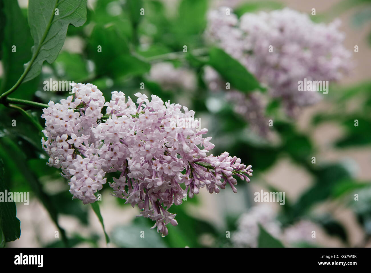 Syringa persica, le lilas de Perse dans la cour de la ville Banque D'Images