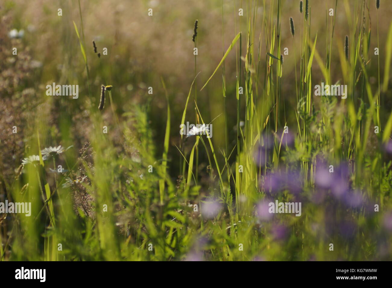 Fleurs et l'herbe éclairées par la lumière du soleil chaud de l'été sur un pré, milieux naturels résumé de votre conception de la camomille meadow Banque D'Images