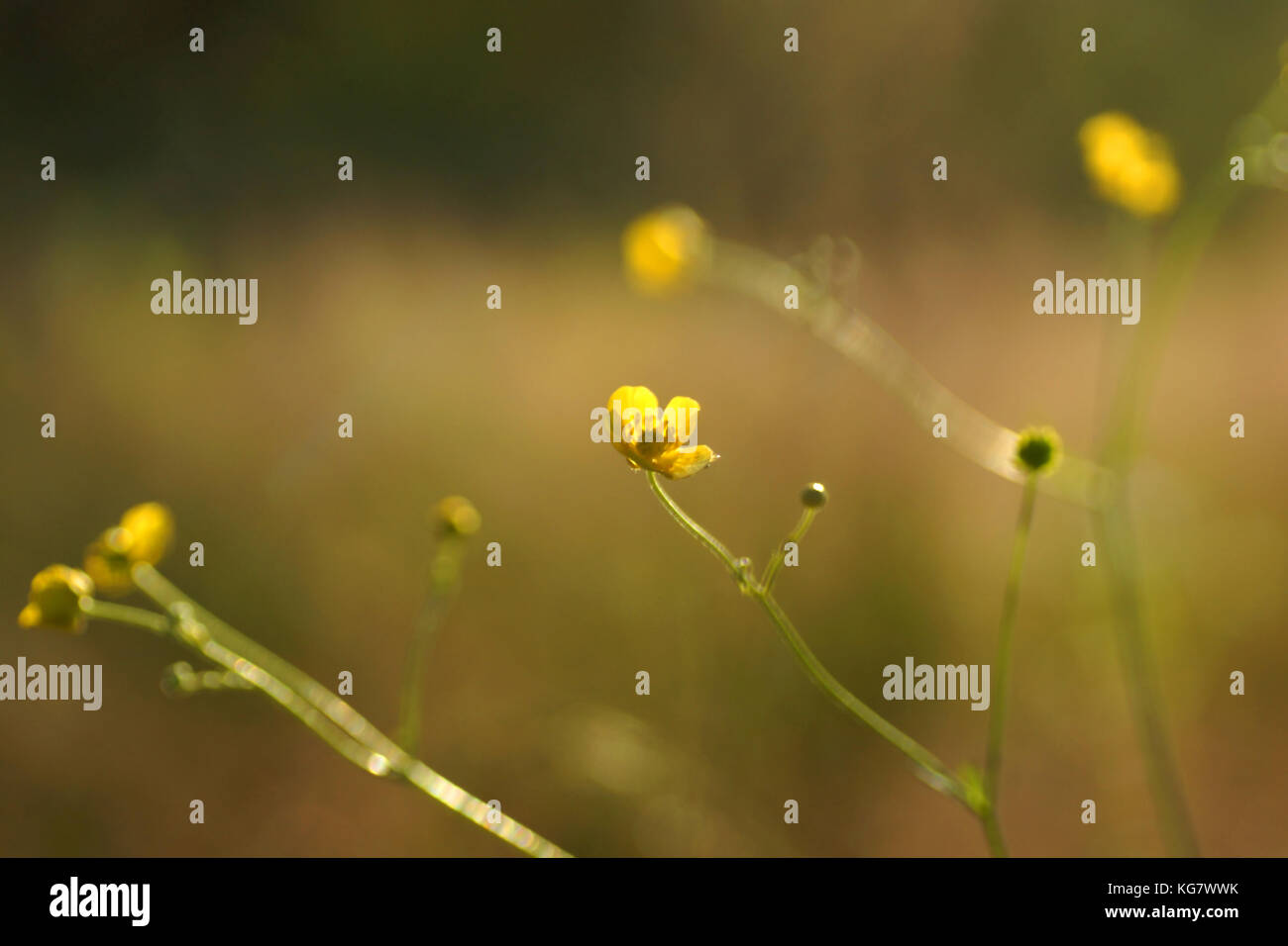 Renoncule jaune prairie Banque D'Images