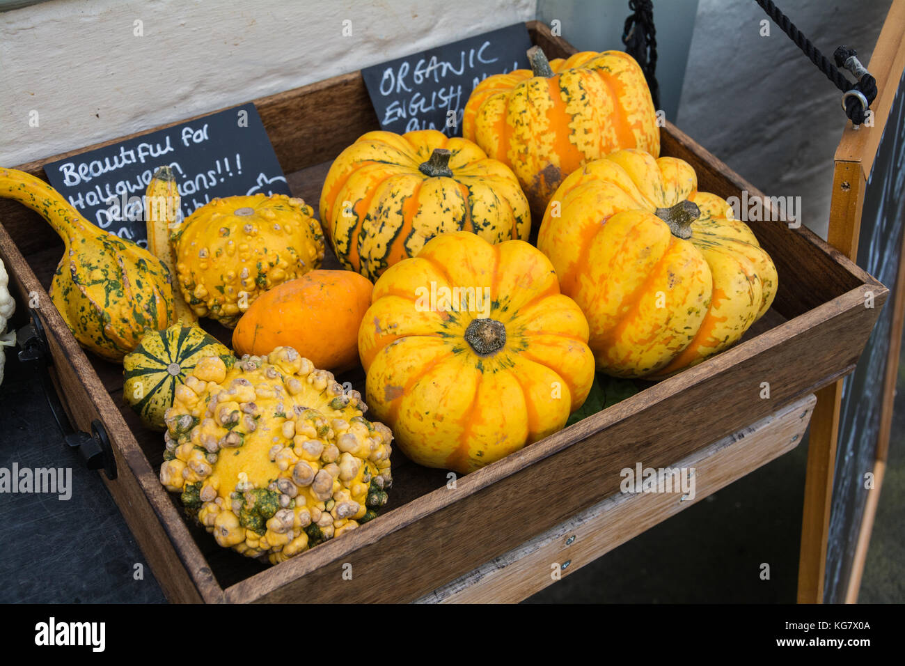 Une variété de composés organiques dite nodulaire heirloom pumpkins cultivé en Angleterre, en vente au marché de Raven, Much Wenlock Shropshire, au Royaume-Uni. Banque D'Images