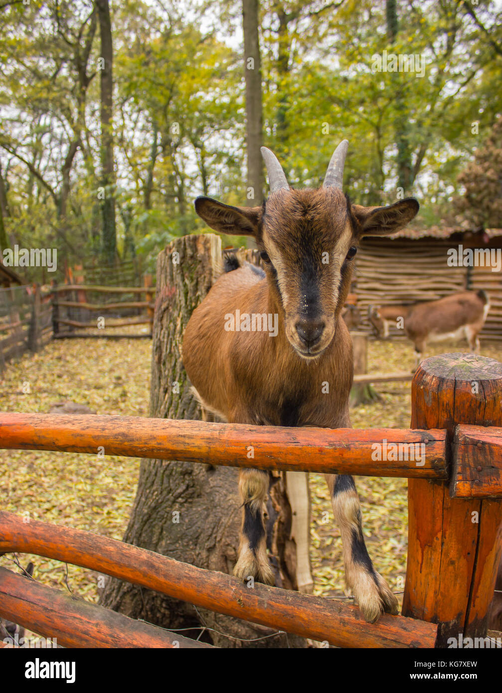 Museau étroit d'une jeune chèvre brune se dresse sur une clôture en bois... Banque D'Images