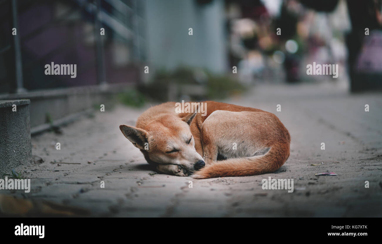 Maigre chien dormant sur Thamel Street, Katmandou, Népal Banque D'Images