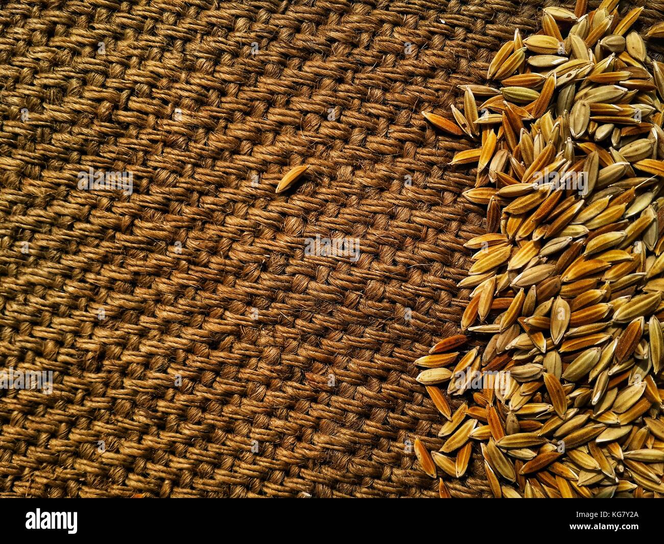 Riz paddy non décortiqué sur fond de texture gunnypack.espace de copie pour l'écriture. Banque D'Images