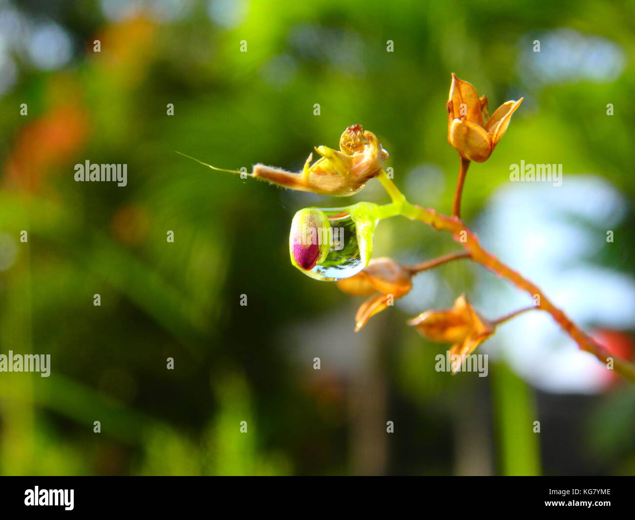 La rosée et plante séchée Banque D'Images