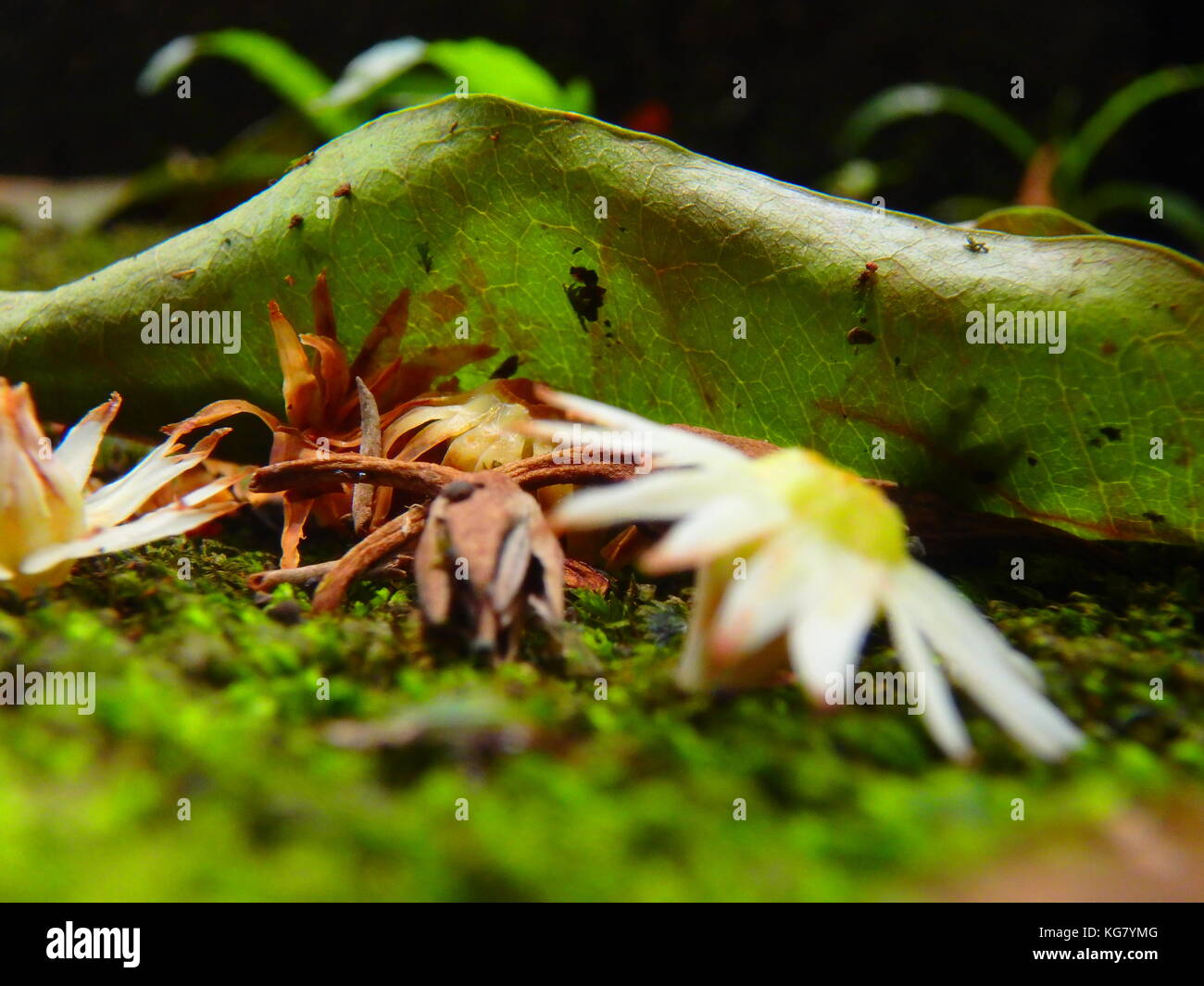 L'automne fleurs sur la planète Banque D'Images