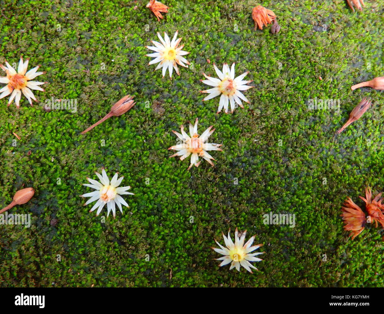 L'automne fleurs sur la planète Banque D'Images