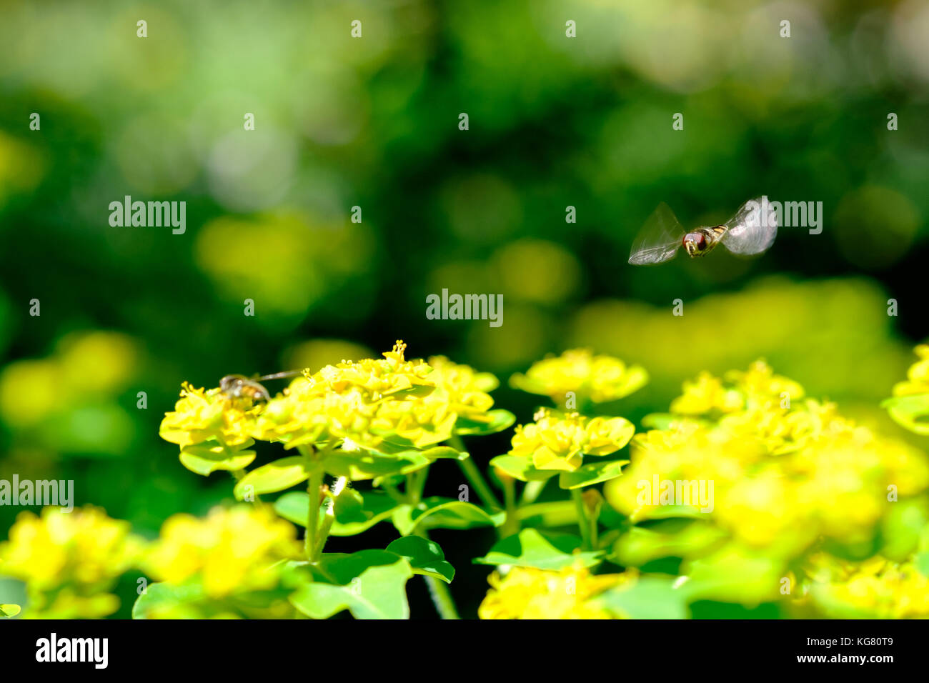 Hover fly (melangyna viridiceps) se nourrissant de nectar de l'Euphorbia sp. Banque D'Images