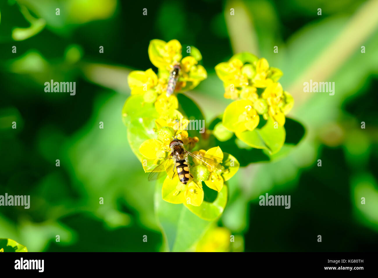 Hover fly (melangyna viridiceps) se nourrissant de nectar de l'Euphorbia sp. Banque D'Images