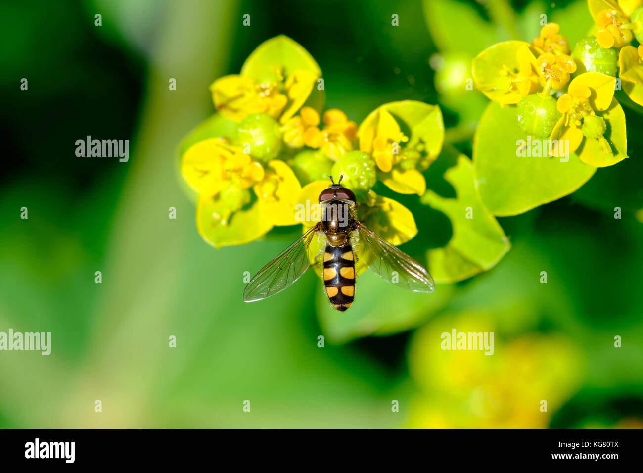 Hover fly (melangyna viridiceps) se nourrissant de nectar de l'Euphorbia sp. Banque D'Images