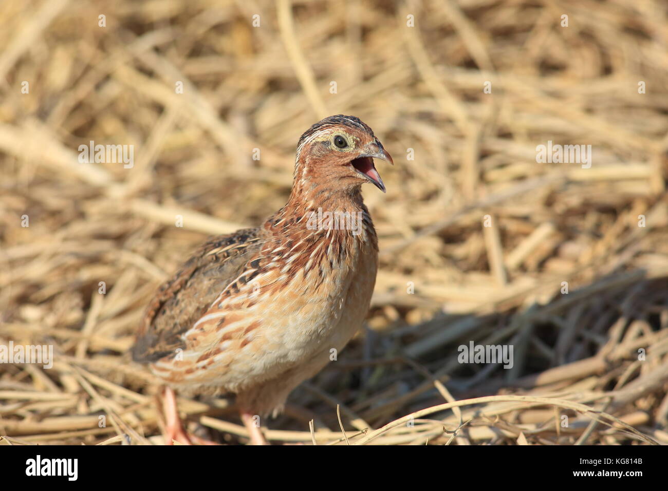 La caille japonaise (Coturnix japonica) mâle au Japon Banque D'Images